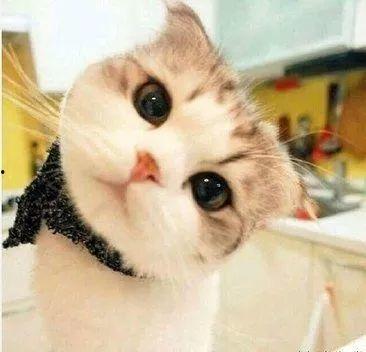 娱乐吃瓜酱桂花猫,揭秘娱乐圈那些不为人知的幕后故事